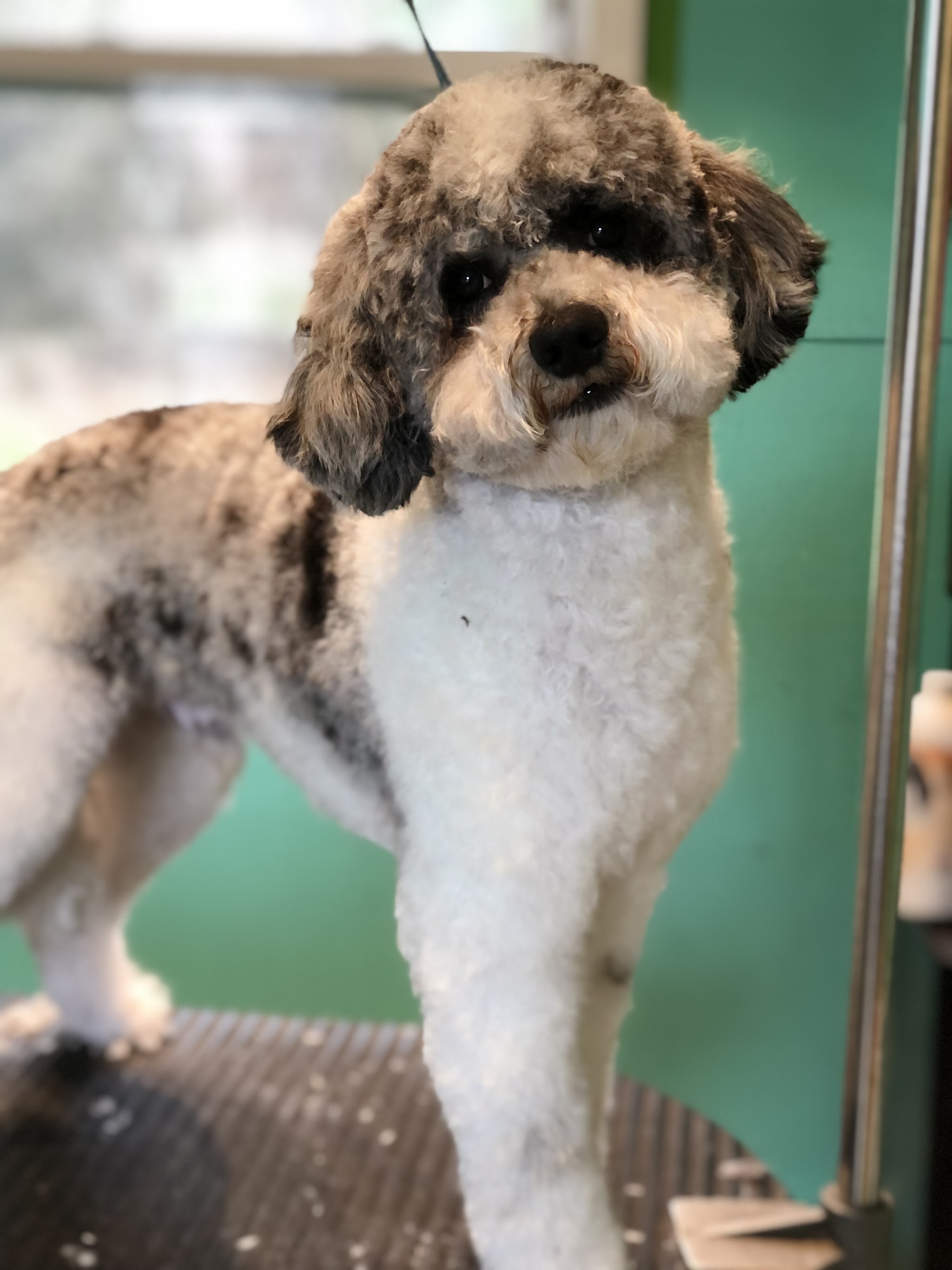 A groomed curly-coated dog tilting its head on the grooming table