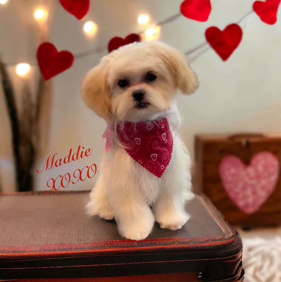 A freshly groomed shih tzu in a red bandana with Valentine hearts behind her