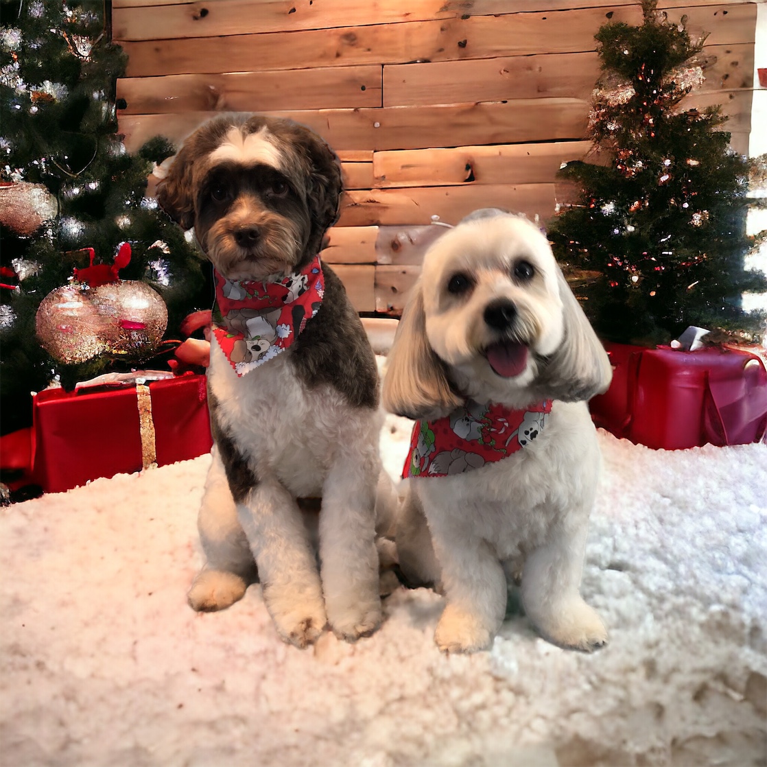 Two freshly groomed dogs in holiday bandanas sitting by a Christmas tree