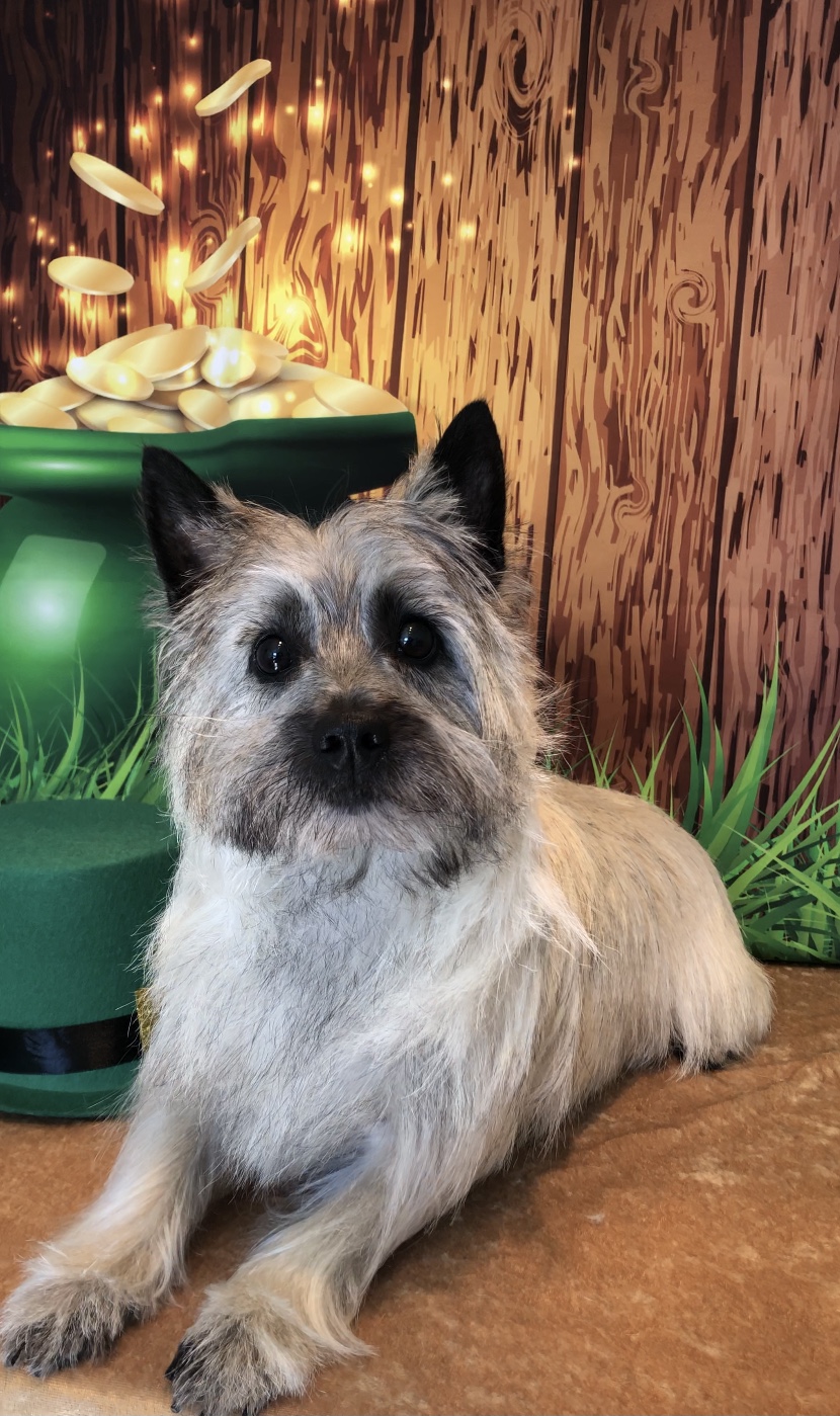 A scruffy terrier freshly groomed, lying on a rug