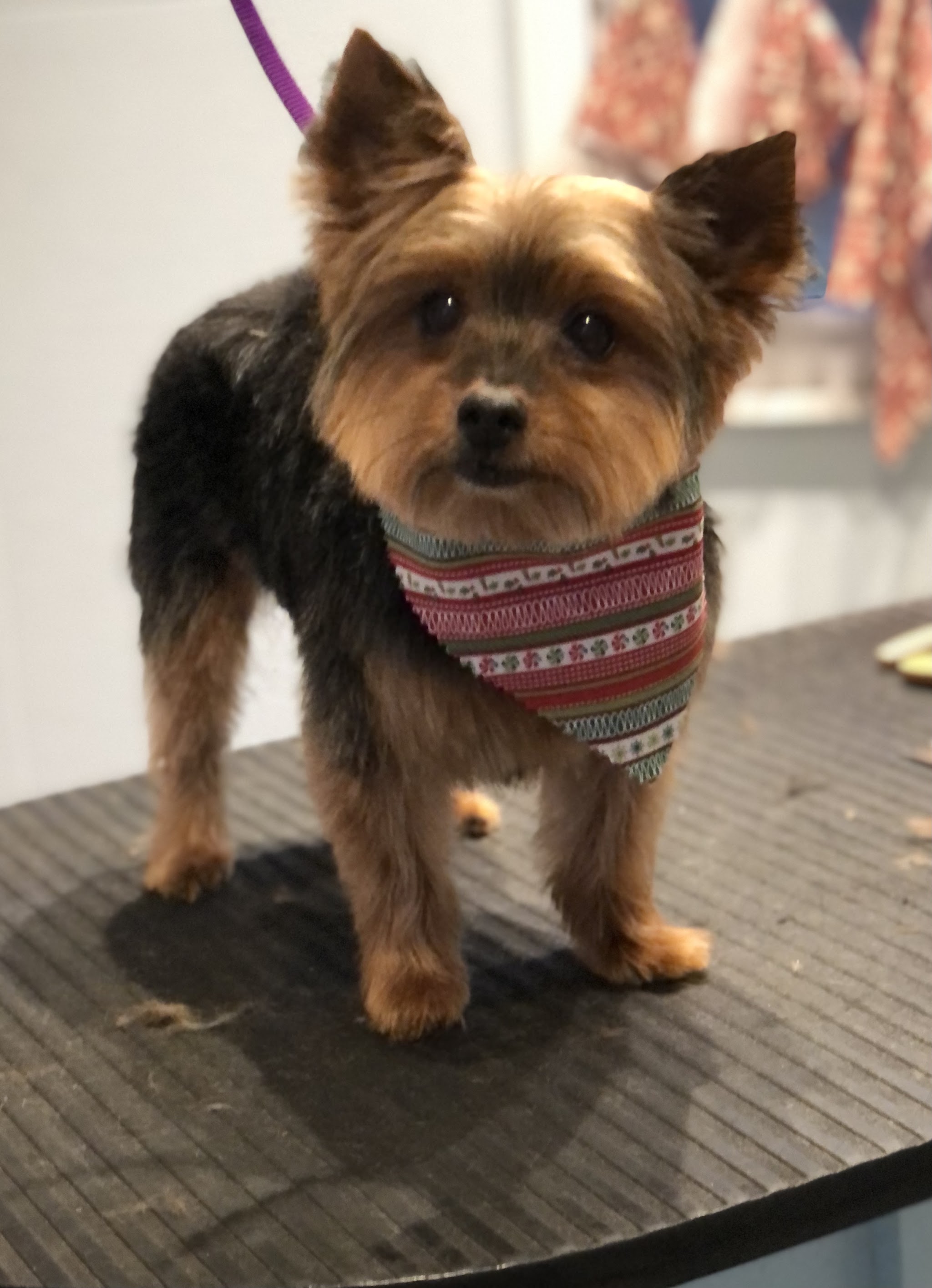A neatly groomed Yorkshire terrier standing on the grooming table in a bandana