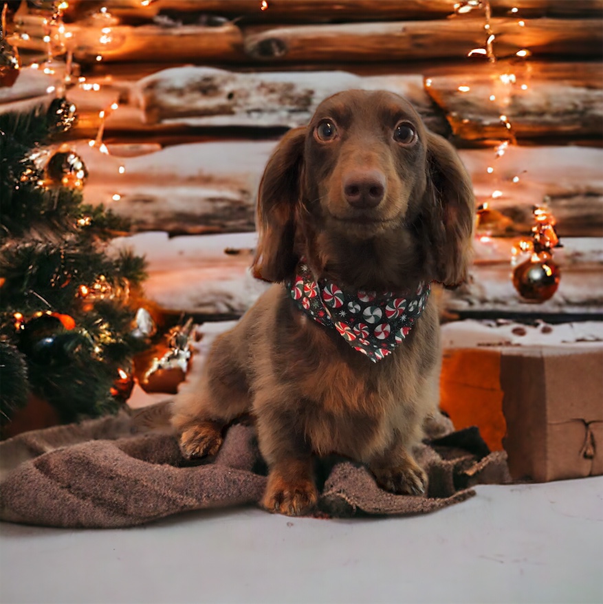 A long-haired dachshund in a peppermint bandana in a winter scene