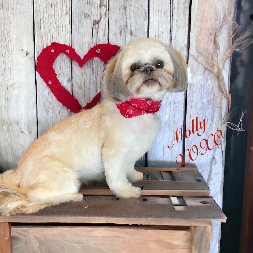 A shih tzu in a red bandana sitting on a wooden crate