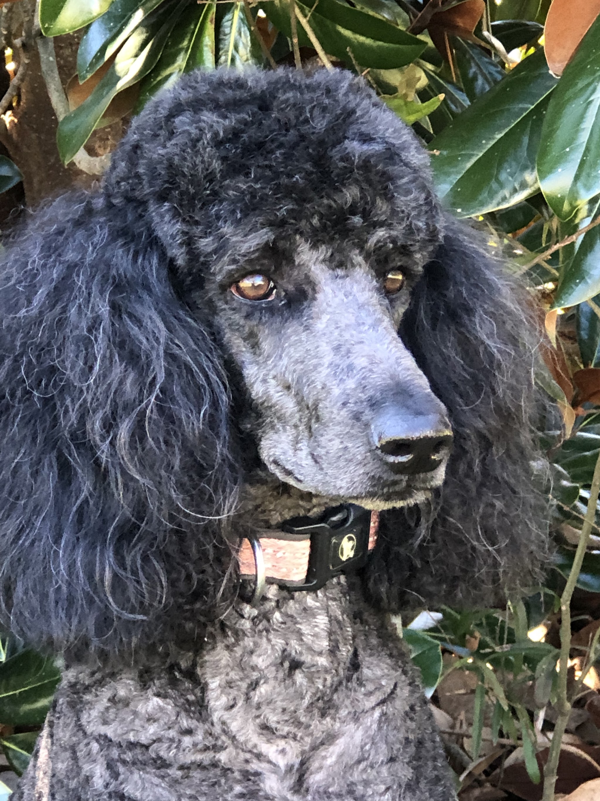 A black standard poodle with a full, fluffy coat